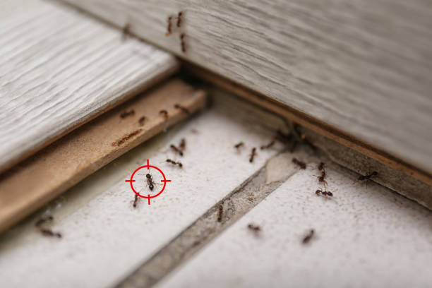 Best Emergency Pest Control  in Arbury Hls, IL
