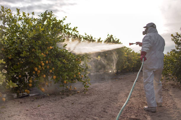 Wasp Removal Services in Arbury Hills, IL