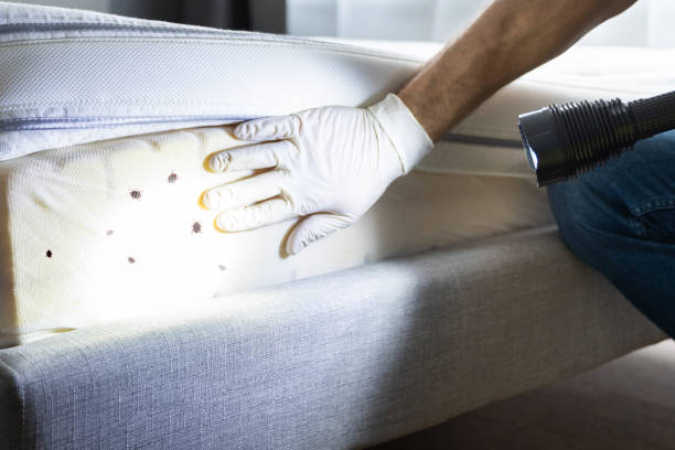Best Pest Prevention Services  in Arbury Hls, IL